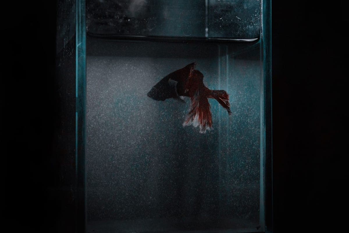 A betta swimming in a glass aquarium