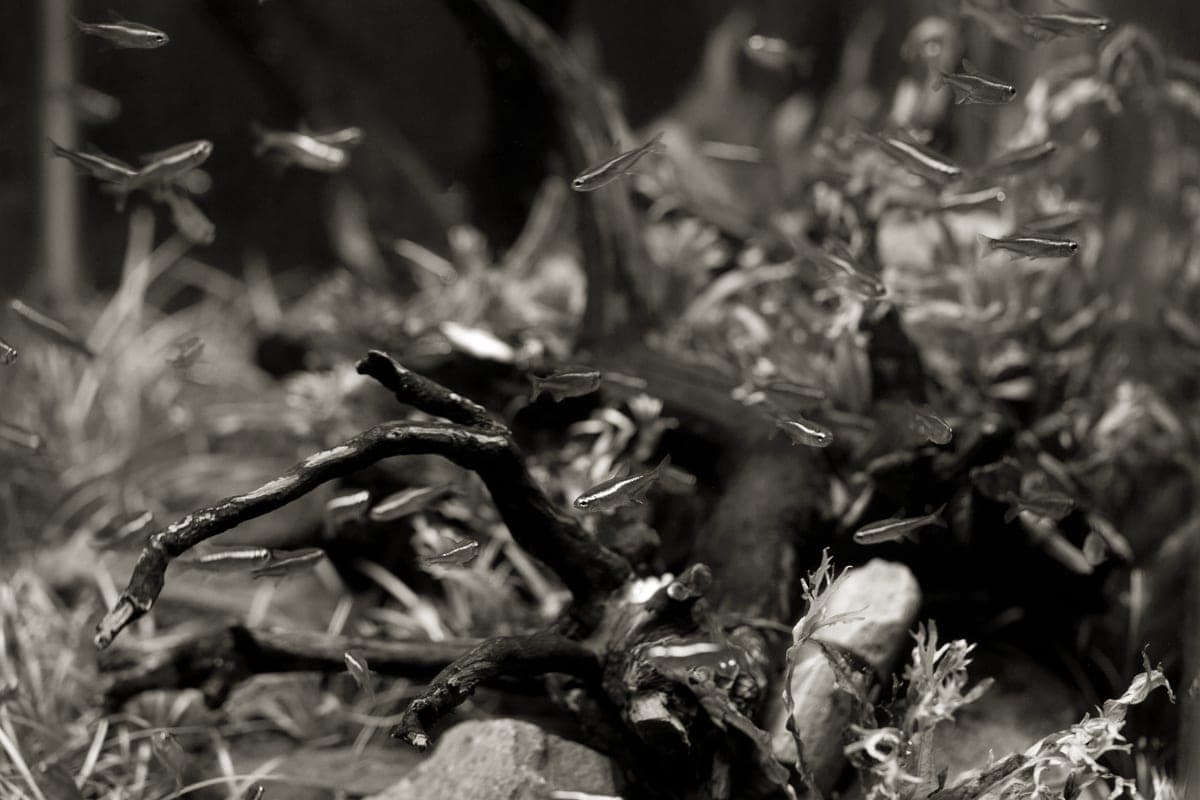 Rocks and driftwood arranged in a planted aquarium