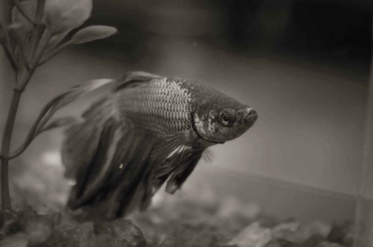 A betta swimming in a planted aquarium