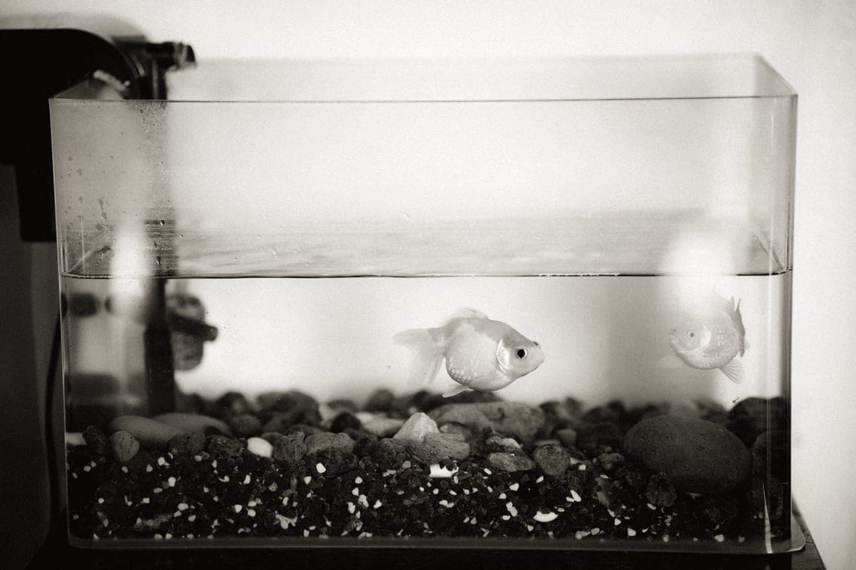 Water circulating at the surface of a small planted aquarium