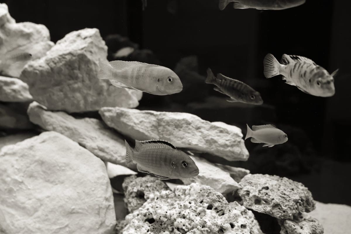 A submersible aquarium heater beside a small planted tank