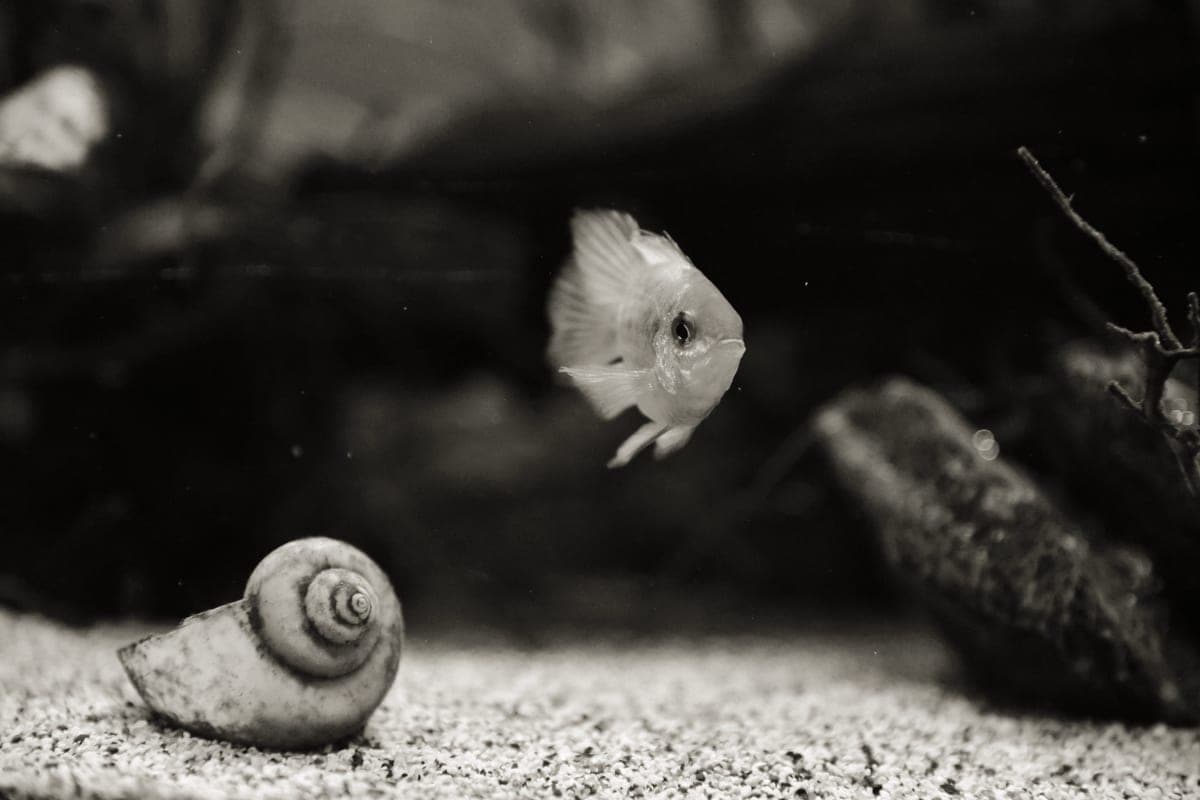 An aquarium snail grazing on the glass of a tank