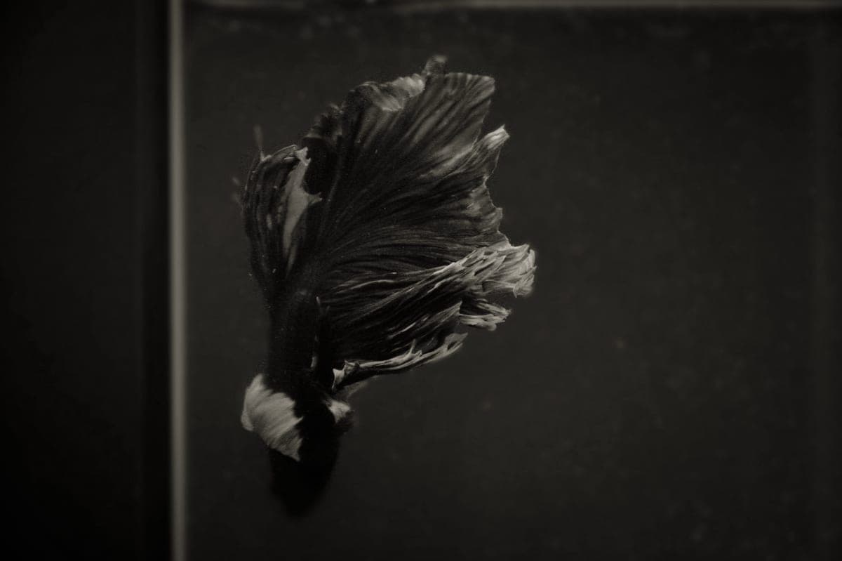 A betta with red fins swimming in a planted aquarium