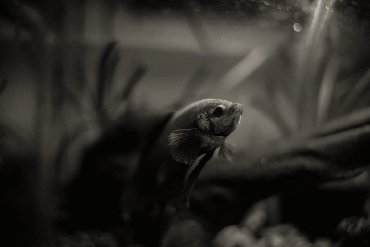 A mature betta resting among aquarium plants