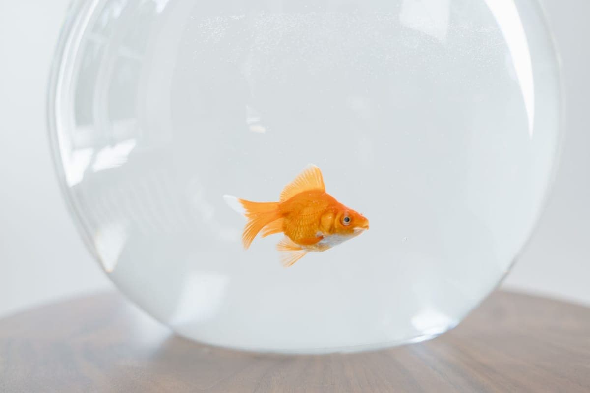 A single goldfish in a glass bowl on a wooden table