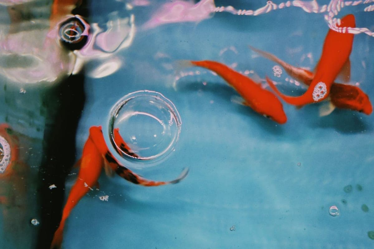 Bubbles at the surface of a clear freshwater aquarium