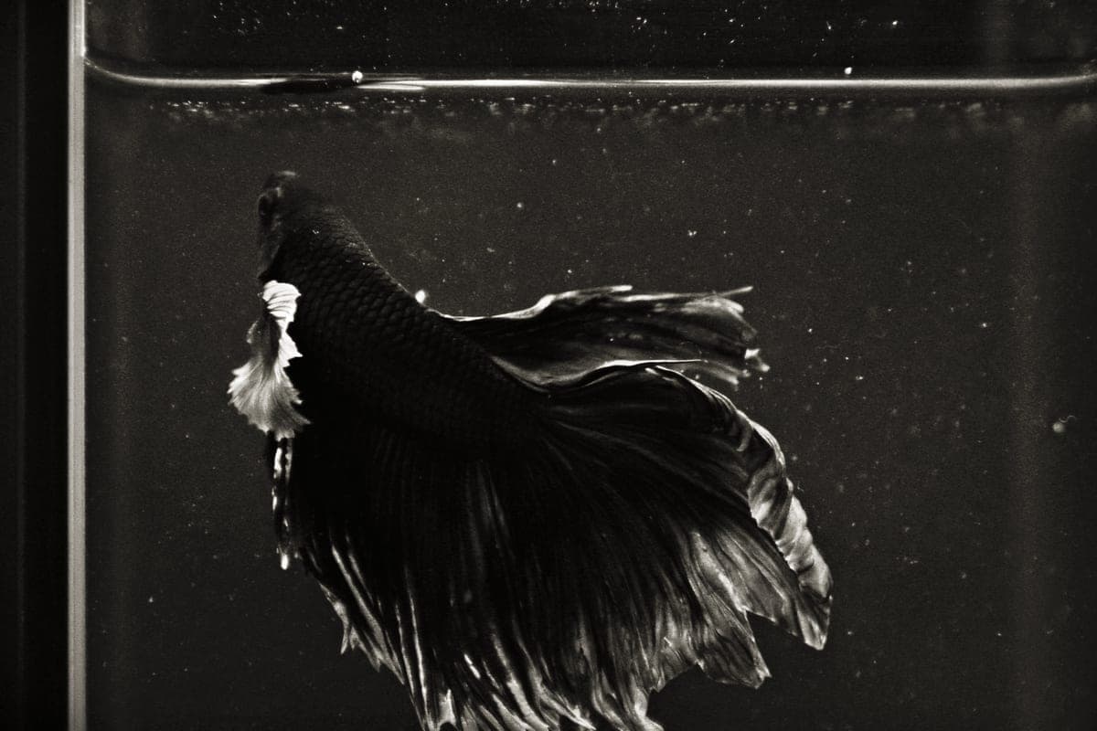 A betta in a small aquarium with gentle water movement