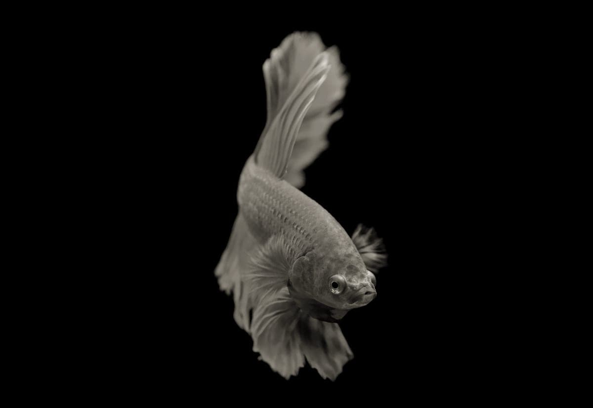 A betta swimming slowly near the bottom of an aquarium