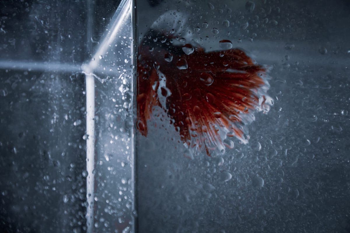 A betta photographed through the glass of an aquarium