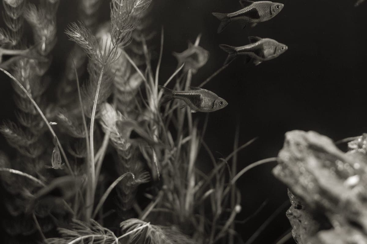 Clear water and plants in a small aquarium
