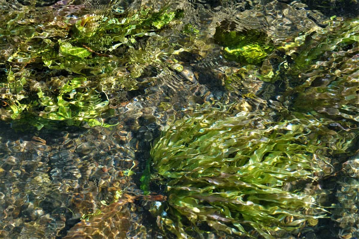 Green aquatic growth lit by sunlight at the water surface