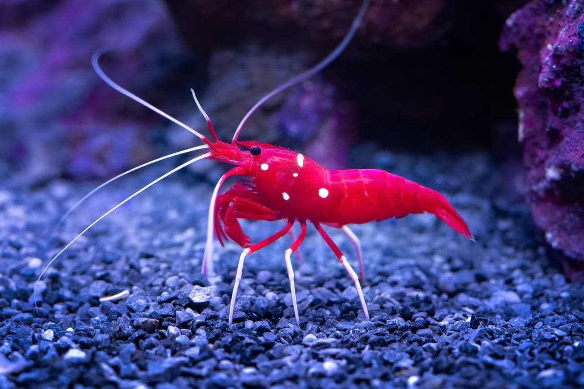A red shrimp on a pebbled substrate, photographed underwater