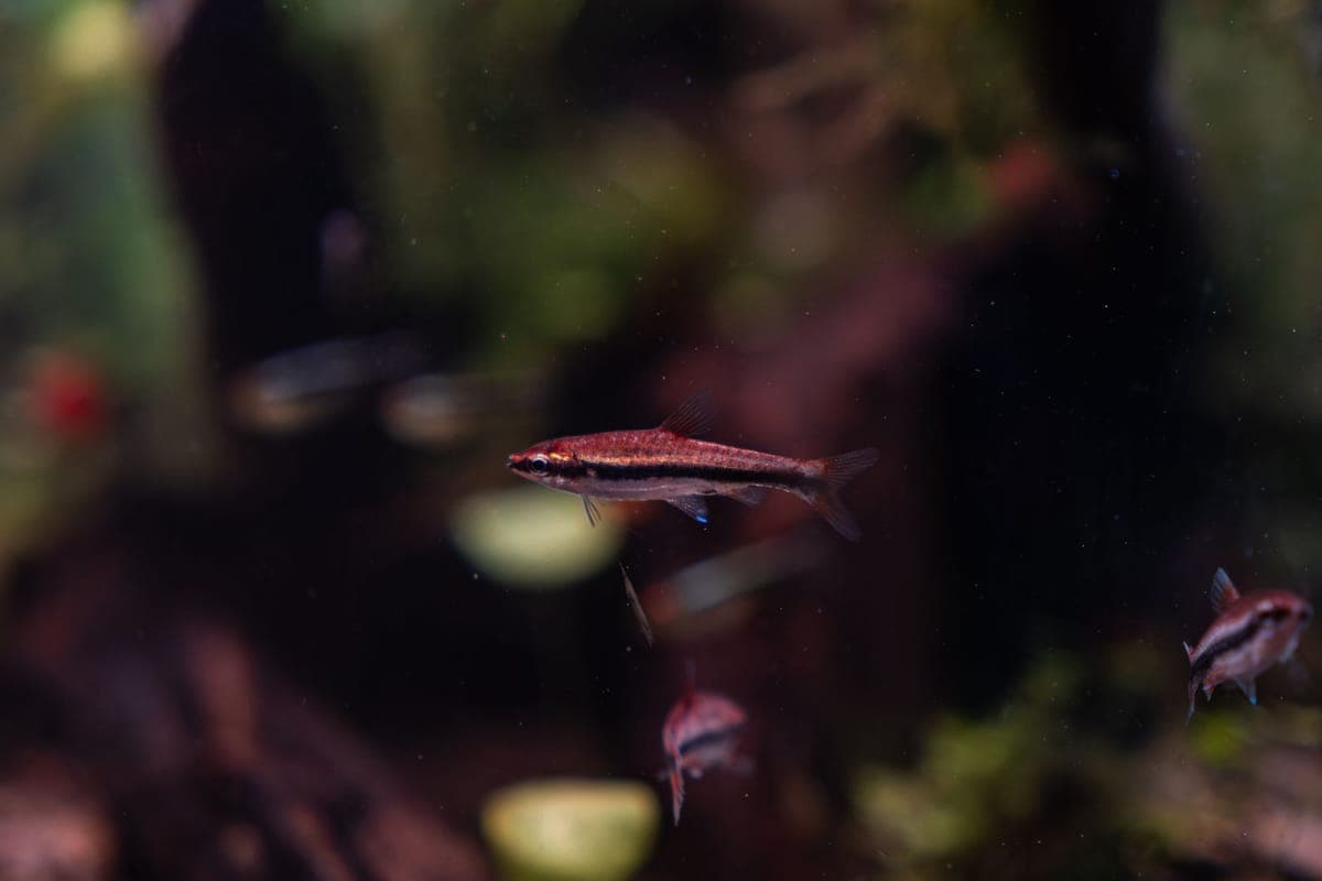 A planted freshwater aquarium seen through the front glass