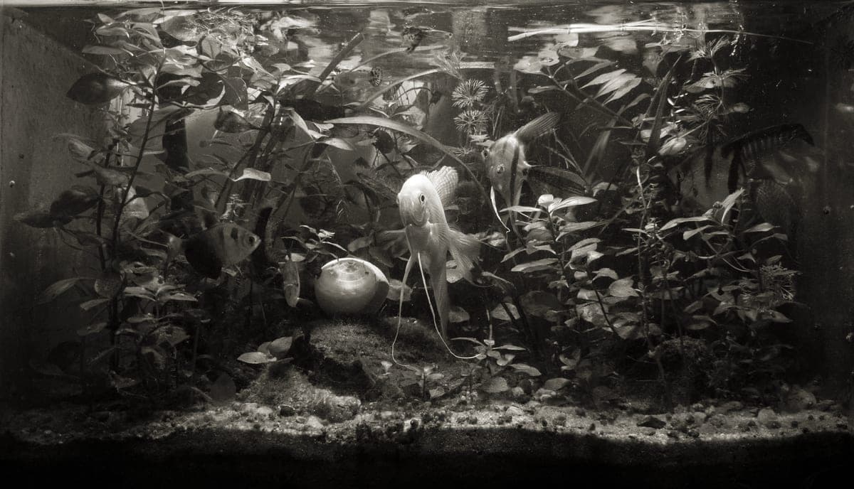 A rimless glass aquarium planted with aquatic plants