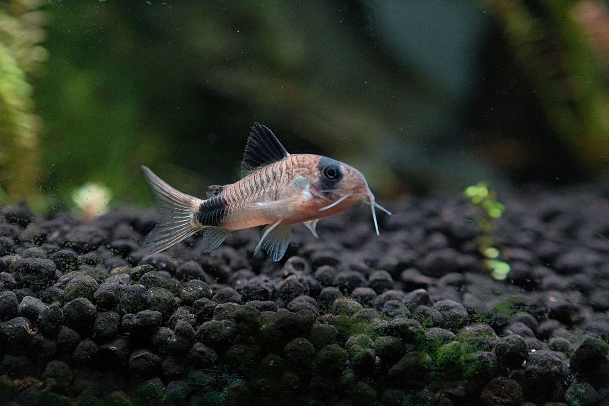 Corydoras catfish over the substrate of a freshwater aquarium