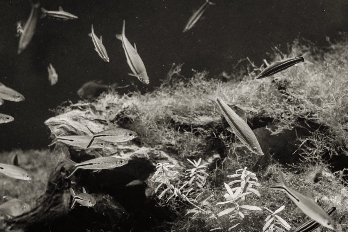 A planted community aquarium with several small fish