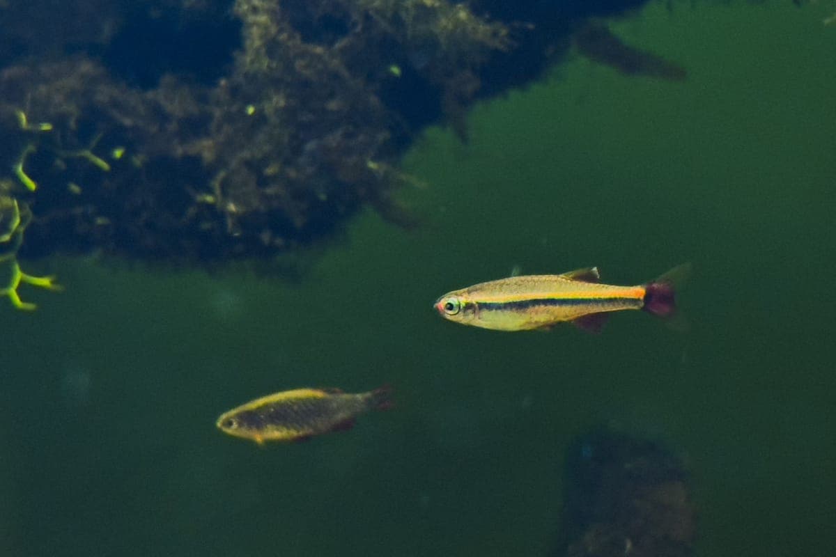 A school of small danios in a green planted aquarium