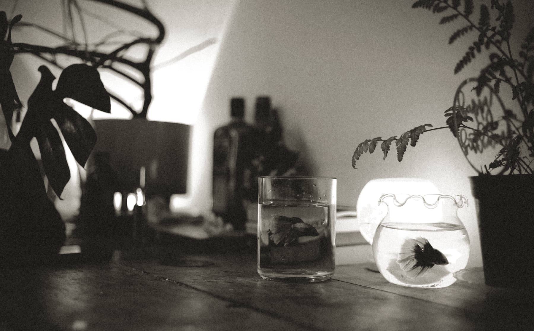 A planted nano aquarium on a desk, lit from above
