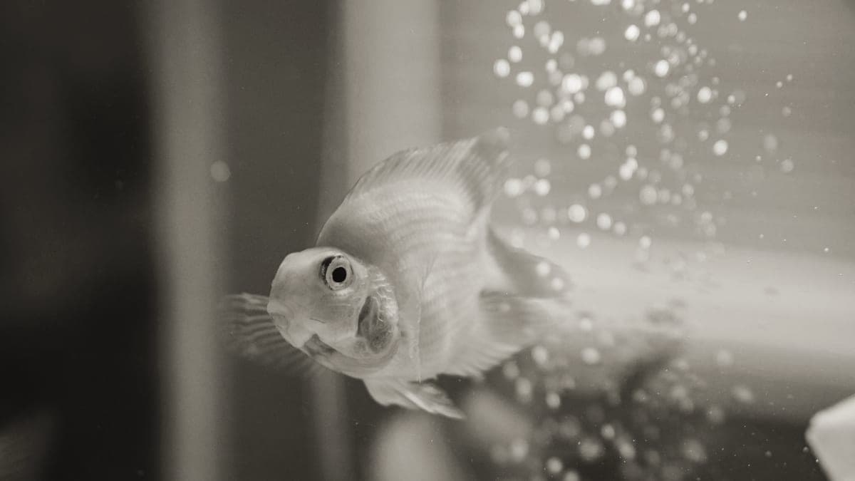 Water moving across the surface of a small planted aquarium