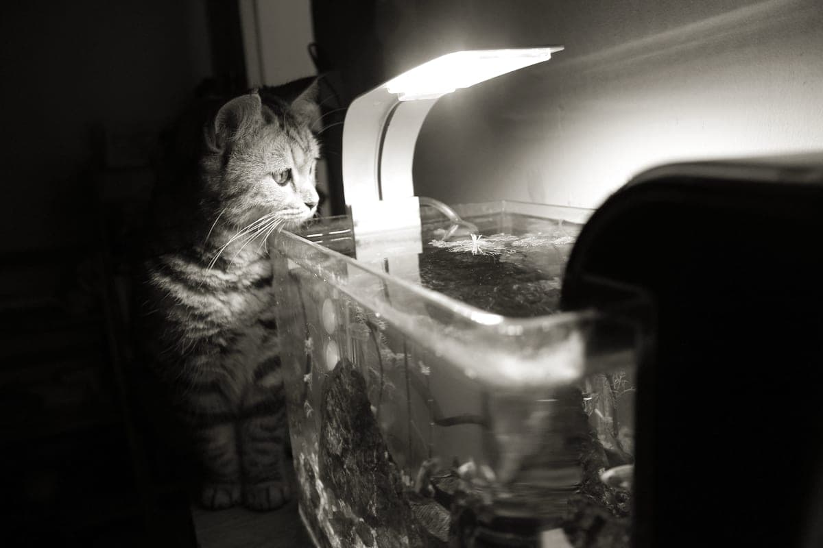 Aquarium heating equipment beside a small glass tank