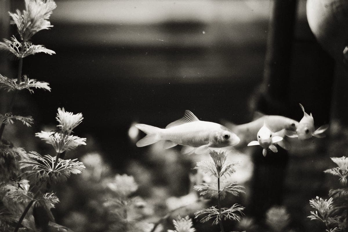 Green aquatic plants growing underwater in a small aquarium
