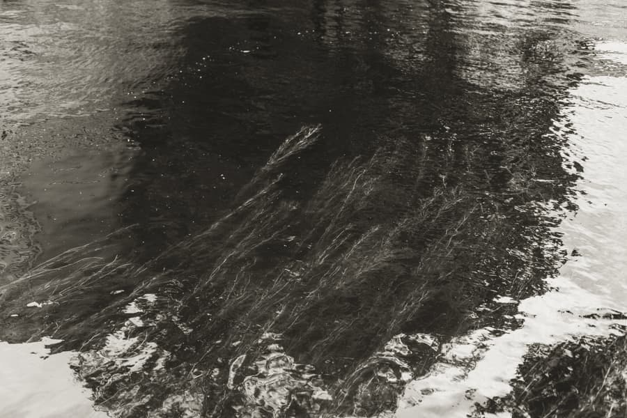 An aquatic plant of the type described, growing underwater - a stand-in for the Anubias Nana Petite, not a photograph of this model